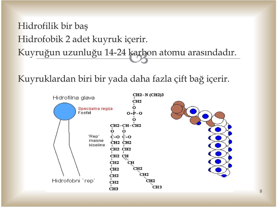 Kuyruğun uzunluğu 14-24 karbon atomu