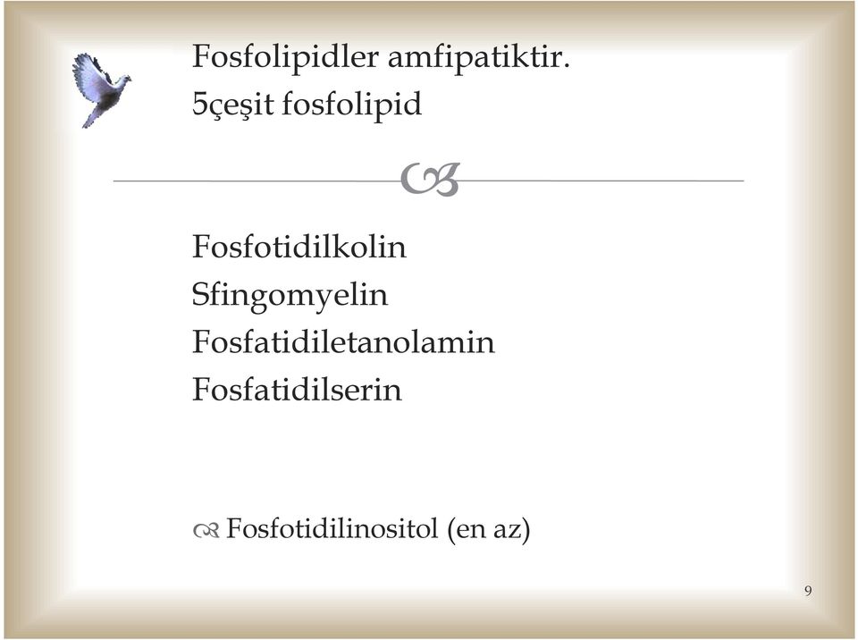 Sfingomyelin Fosfatidiletanolamin