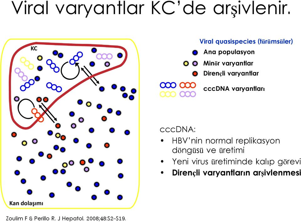 varyantlar cccdna varyantları cccdna: HBV nin normal replikasyon döngüsü ve