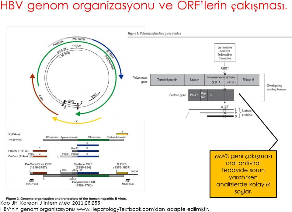 hepatologytextbook.com'dan adapte edilmiştir.