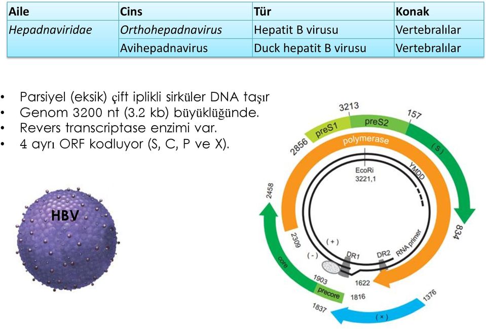 Parsiyel (eksik) çift iplikli sirküler DNA taşır Genom 3200 nt (3.