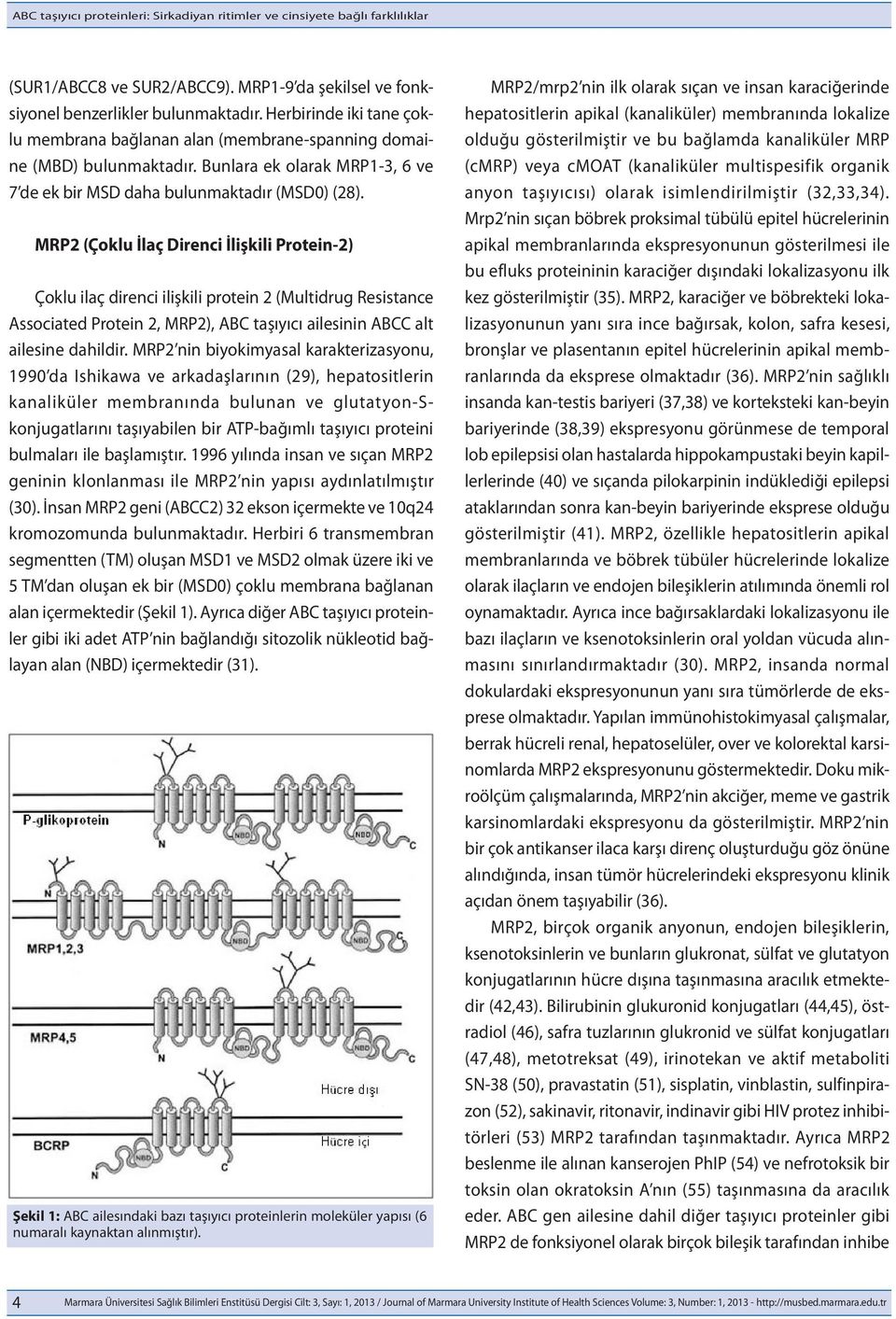 MRP2 (Çoklu İlaç Direnci İlişkili Protein-2) Çoklu ilaç direnci ilişkili protein 2 (Multidrug Resistance Associated Protein 2, MRP2), ABC taşıyıcı ailesinin ABCC alt ailesine dahildir.