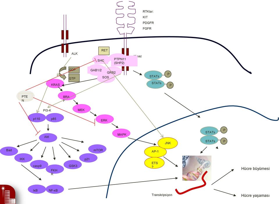 büyümesi IκB RTKlar: KIT PDGFR FGFR P JNK AP-1 STATs STATs STATs