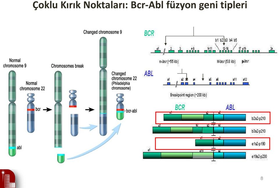 Bcr-Abl