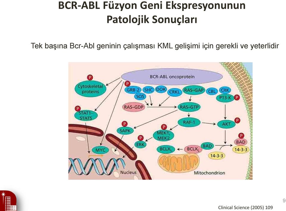 geninin çalışması KML gelişimi için