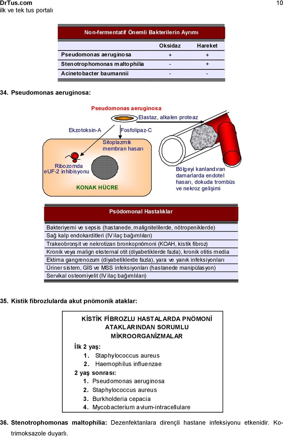 endotel hasarı, dokuda trombüs ve nekroz gelişimi Psödomonal Hastalıklar Bakteriyemi ve sepsis (hastanede, malignitelilerde, nötropeniklerde) Sağ kalp endokarditleri (IV ilaç bağımlıları)