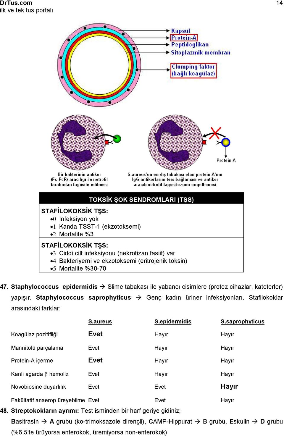 Staphylococcus saprophyticus Genç kadın üriner infeksiyonları. Stafilokoklar arasındaki farklar: S.aureus S.epidermidis S.