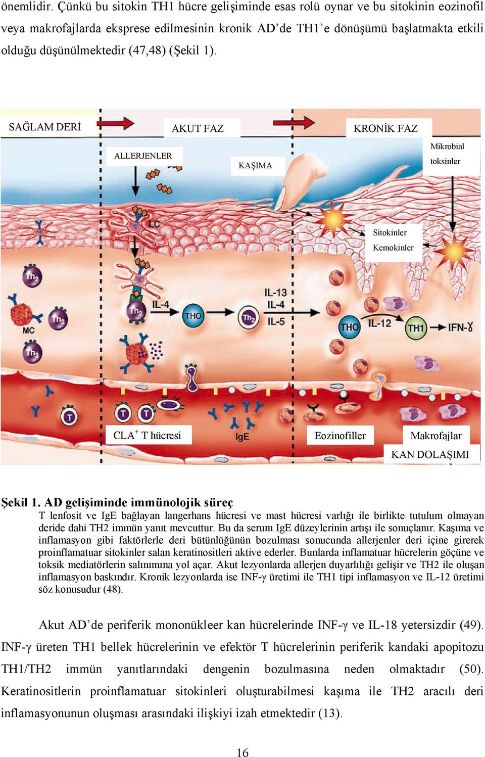 (Şekil 1). SAĞLAM DERİ AKUT FAZ KRONİK FAZ ALLERJENLER KAŞIMA Mikrobial toksinler Sitokinler Kemokinler CLA + T hücresi Eozinofiller Makrofajlar KAN DOLAŞIMI Şekil 1.