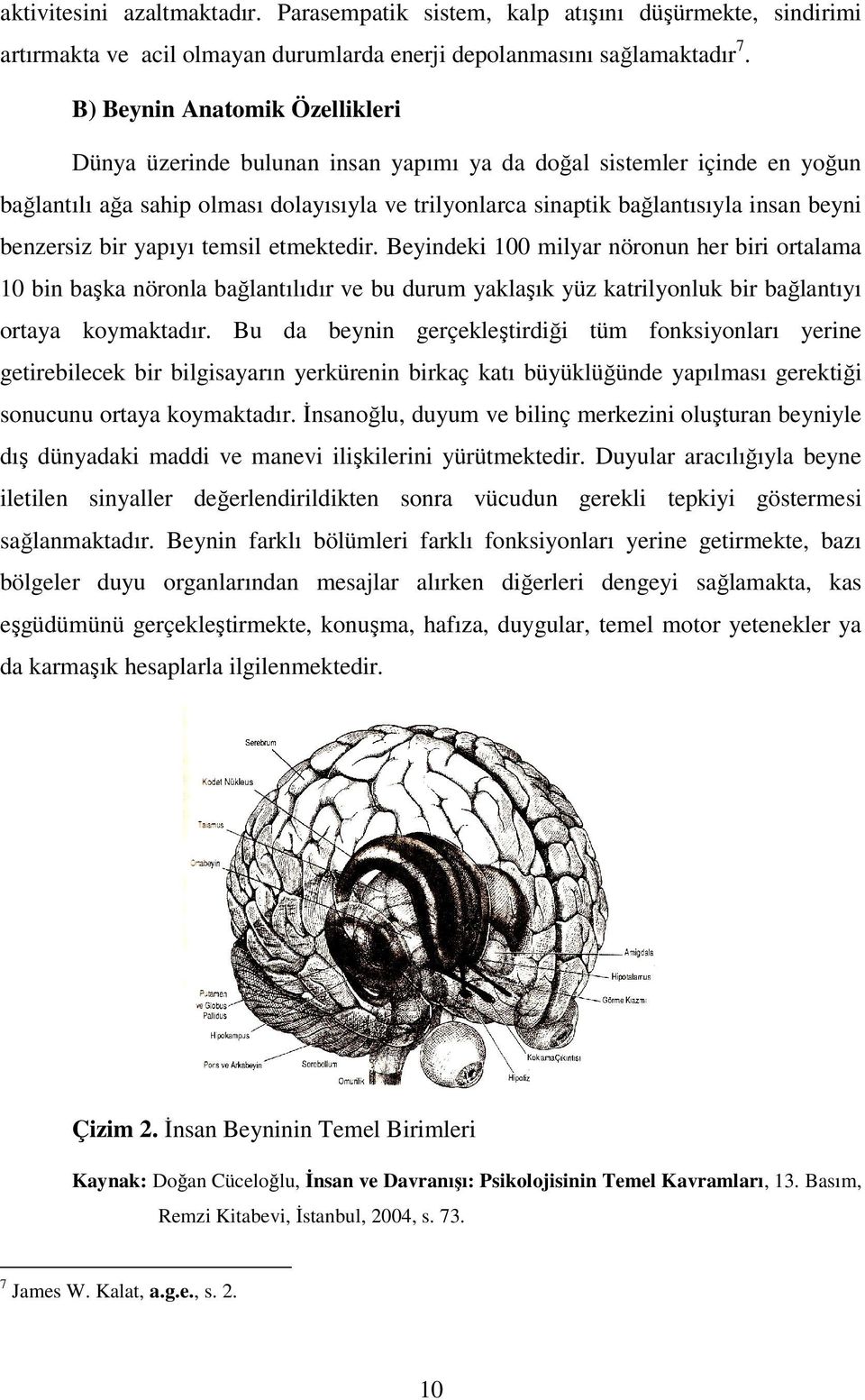 benzersiz bir yapıyı temsil etmektedir. Beyindeki 100 milyar nöronun her biri ortalama 10 bin başka nöronla bağlantılıdır ve bu durum yaklaşık yüz katrilyonluk bir bağlantıyı ortaya koymaktadır.