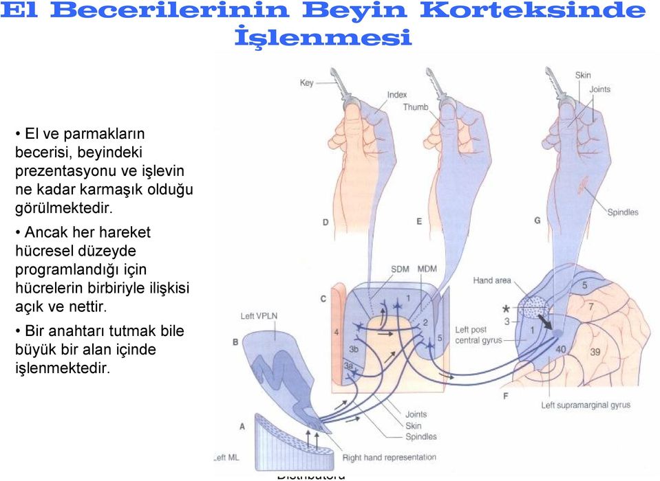 Ancak her hareket hücresel düzeyde programlandığı için hücrelerin birbiriyle