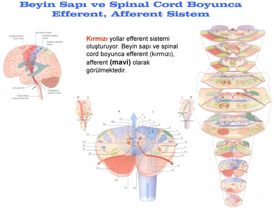 oluşturuyor.