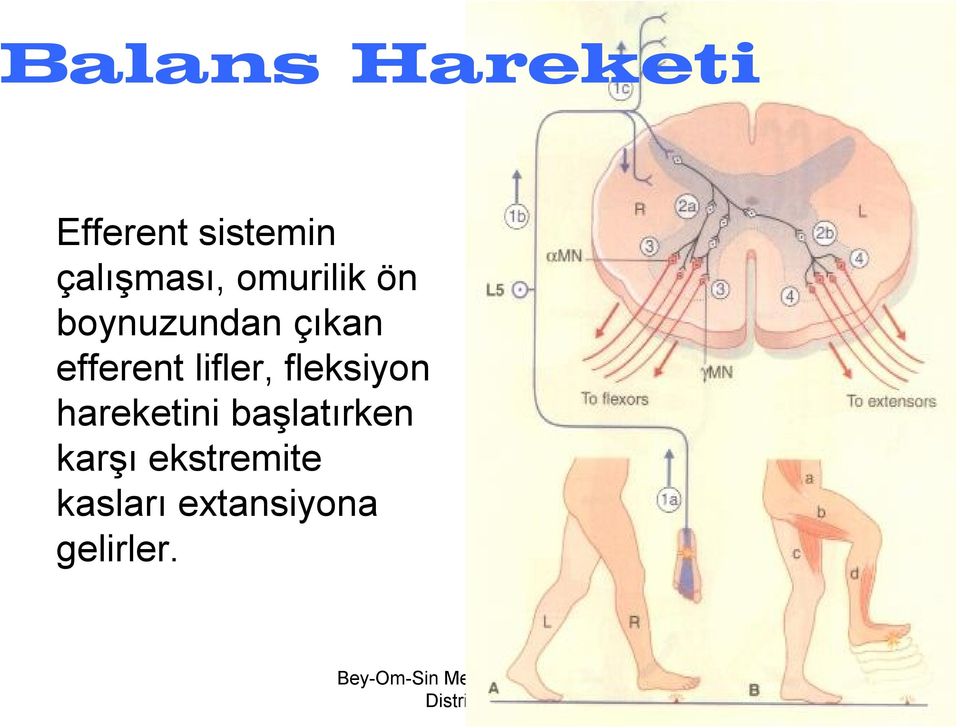 efferent lifler, fleksiyon hareketini