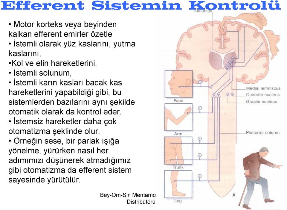 sistemlerden bazılarını aynı şekilde otomatik olarak da kontrol eder. İstemsiz hareketler daha çok otomatizma şeklinde olur.