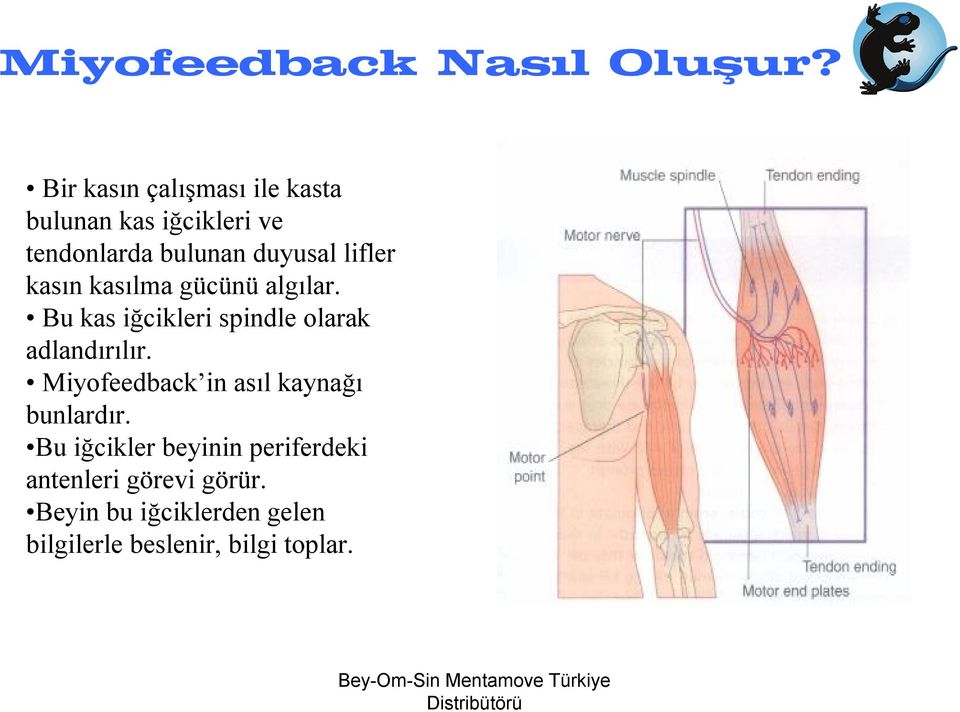 lifler kasın kasılma gücünü algılar. Bu kas iğcikleri spindle olarak adlandırılır.