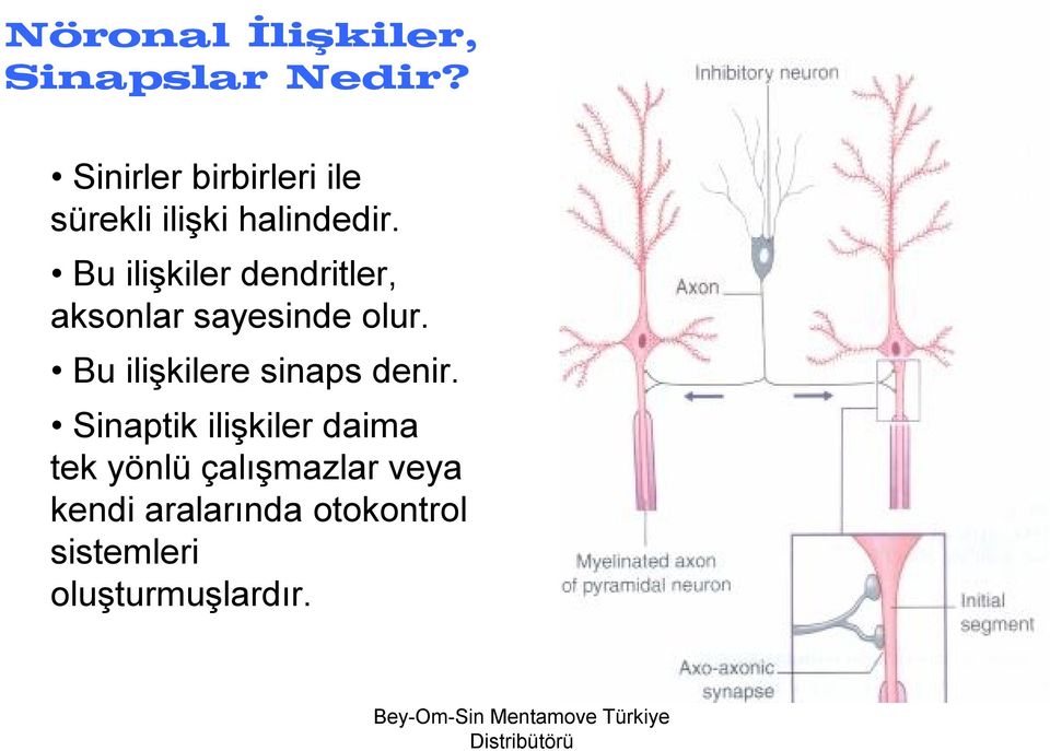 Bu ilişkiler dendritler, aksonlar sayesinde olur.