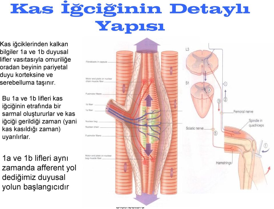 Bu 1a ve 1b lifleri kas iğciğinin etrafında bir sarmal oluştururlar ve kas iğciği gerildiği zaman