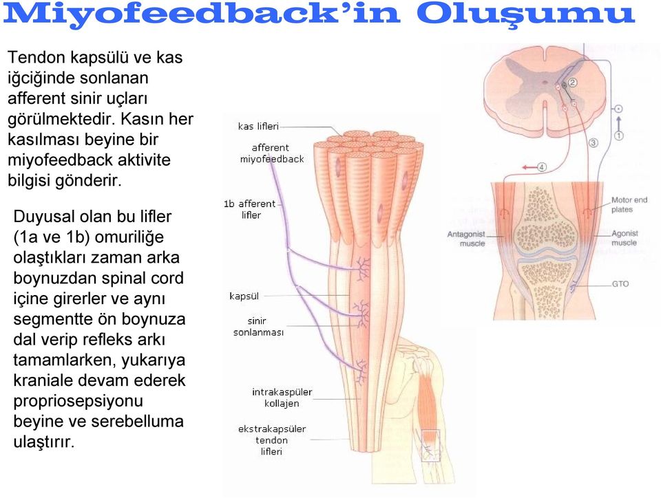 Duyusal olan bu lifler (1a ve 1b) omuriliğe olaştıkları zaman arka boynuzdan spinal cord içine girerler