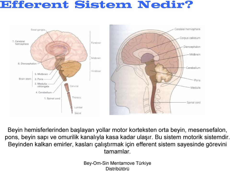 mesensefalon, pons, beyin sapı ve omurilik kanalıyla kasa kadar ulaşır.