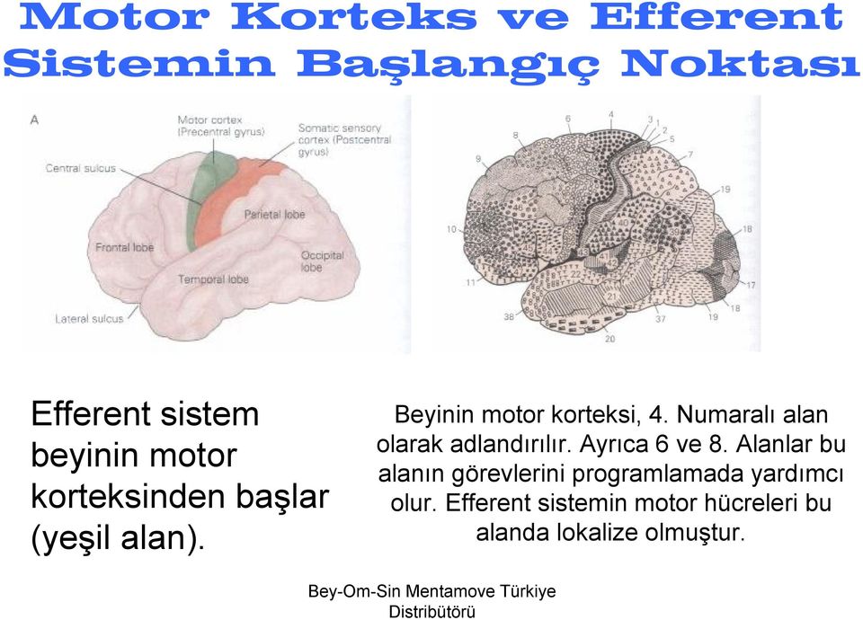 Numaralı alan olarak adlandırılır. Ayrıca 6 ve 8.