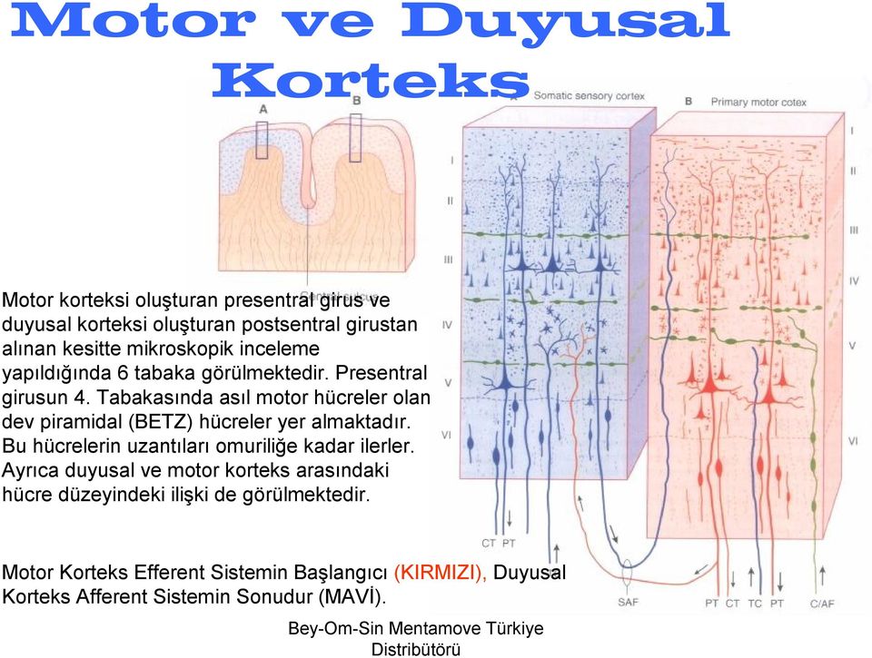 Tabakasında asıl motor hücreler olan dev piramidal (BETZ) hücreler yer almaktadır. Bu hücrelerin uzantıları omuriliğe kadar ilerler.