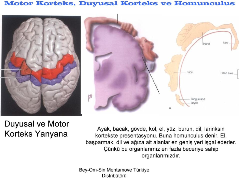 presentasyonu. Buna homunculus denir.