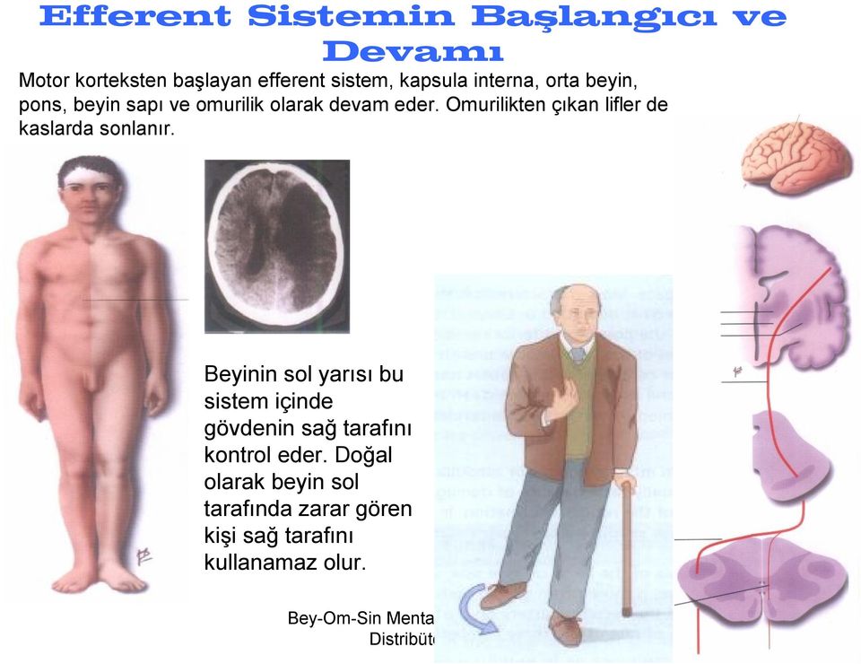 Omurilikten çıkan lifler de kaslarda sonlanır.