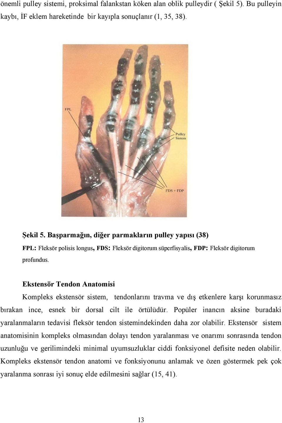 Başparmağın, diğer parmakların pulley yapısı (38) FPL: Fleksör polisis longus, FDS: Fleksör digitorum süperfisyalis, FDP: Fleksör digitorum profundus.