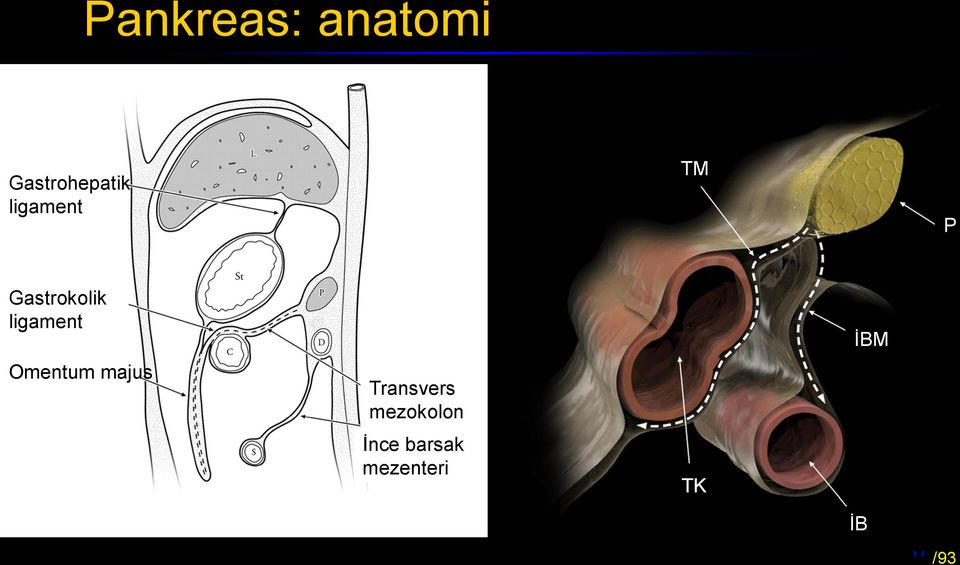 Omentum majus Transvers mezokolon