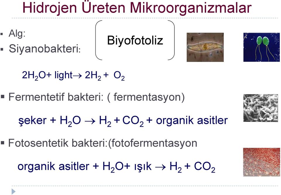 fermentasyon) şeker + H 2 O H 2 + CO 2 + organik asitler