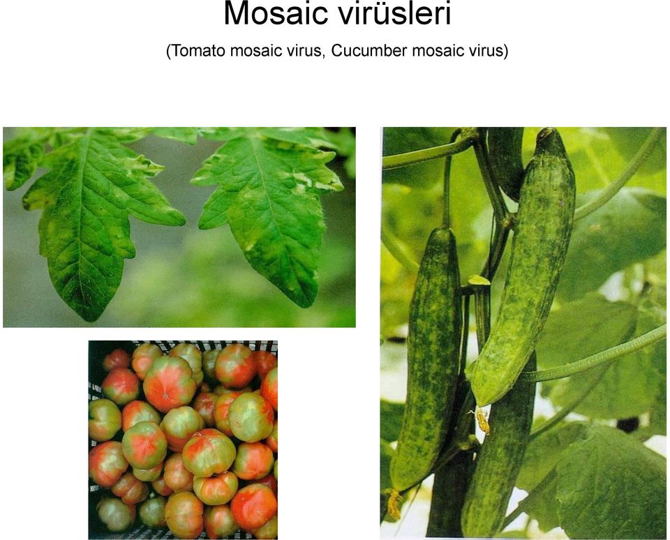 (Tomato mosaic