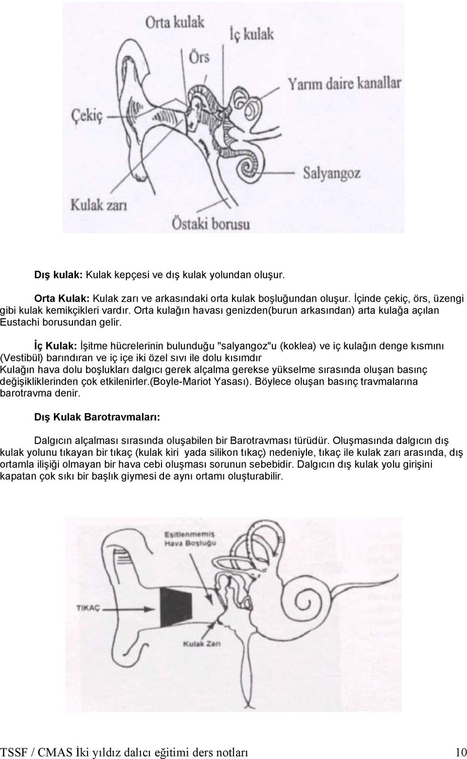 İç Kulak: İşitme hücrelerinin bulunduğu "salyangoz"u (koklea) ve iç kulağın denge kısmını (Vestibül) barındıran ve iç içe iki özel sıvı ile dolu kısımdır Kulağın hava dolu boşlukları dalgıcı gerek