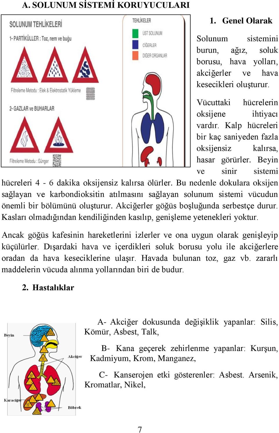 Bu nedenle dokulara oksijen sağlayan ve karbondioksitin atılmasını sağlayan solunum sistemi vücudun önemli bir bölümünü oluşturur. Akciğerler göğüs boşluğunda serbestçe durur.