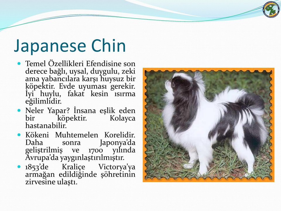 İnsana eşlik eden bir köpektir. Kolayca hastanabilir. Kökeni Muhtemelen Korelidir.