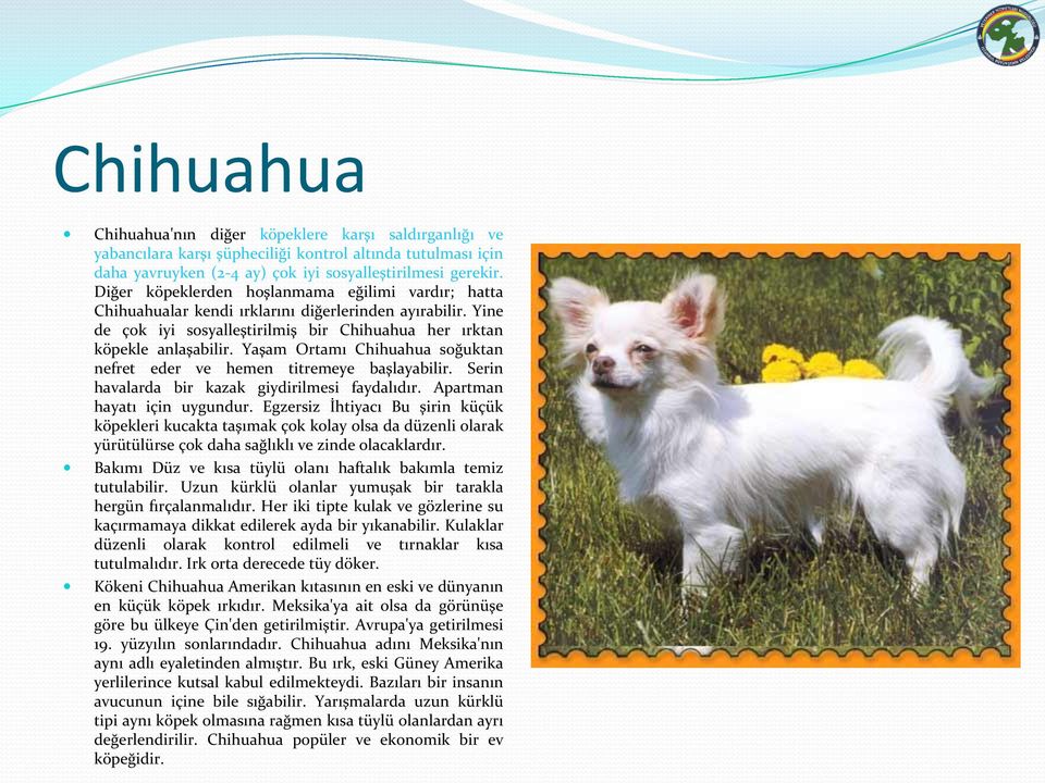 Yaşam Ortamı Chihuahua soğuktan nefret eder ve hemen titremeye başlayabilir. Serin havalarda bir kazak giydirilmesi faydalıdır. Apartman hayatı için uygundur.