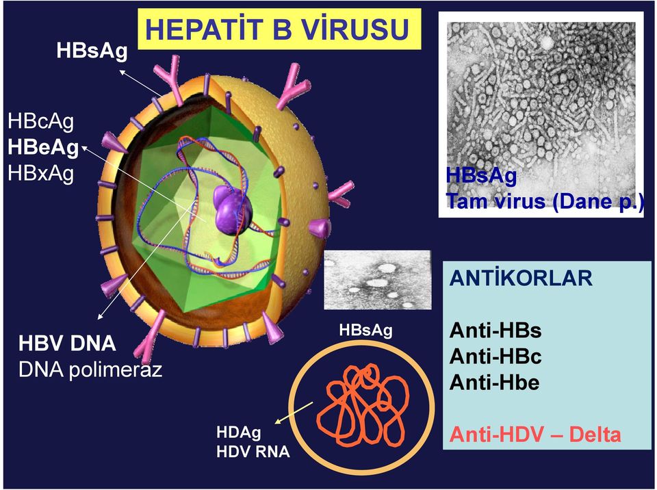 ) HBV DNA DNA polimeraz HBsAg