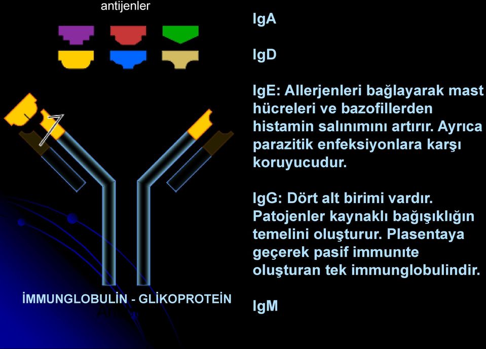 IgG: Dört alt birimi vardır. Patojenler kaynaklı bağışıklığın temelini oluşturur.