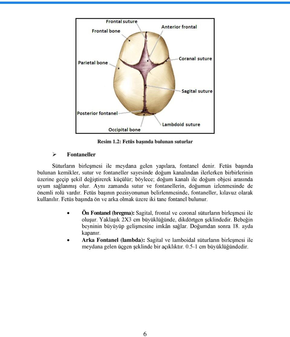 sağlanmıģ olur. Aynı zamanda sutur ve fontanellerin, doğumun izlenmesinde de önemli rolü vardır. Fetüs baģının pozisyonunun belirlenmesinde, fontaneller, kılavuz olarak kullanılır.