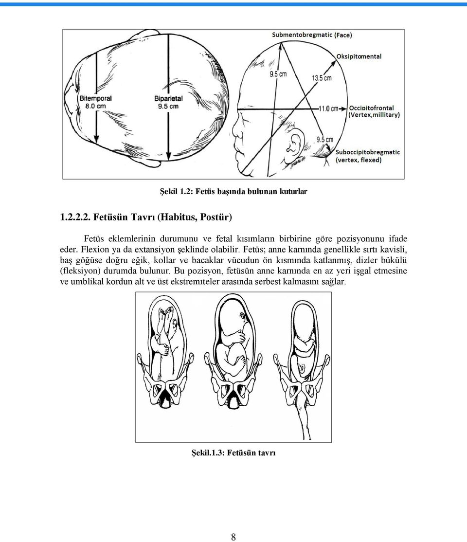 Fetüs; anne karnında genellikle sırtı kavisli, baģ göğüse doğru eğik, kollar ve bacaklar vücudun ön kısmında katlanmıģ, dizler bükülü