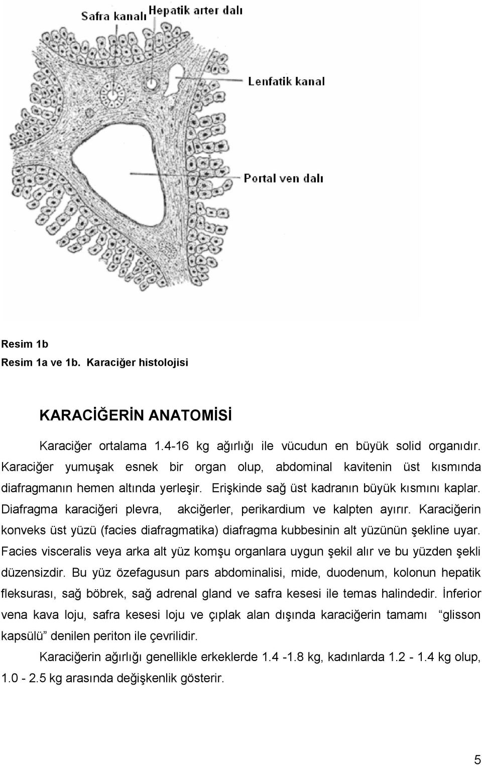 Diafragma karaciğeri plevra, akciğerler, perikardium ve kalpten ayırır. Karaciğerin konveks üst yüzü (facies diafragmatika) diafragma kubbesinin alt yüzünün şekline uyar.