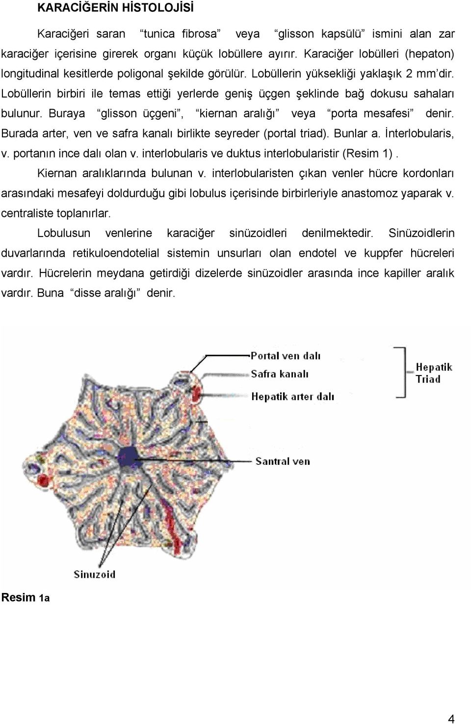 Lobüllerin birbiri ile temas ettiği yerlerde geniş üçgen şeklinde bağ dokusu sahaları bulunur. Buraya glisson üçgeni, kiernan aralığı veya porta mesafesi denir.