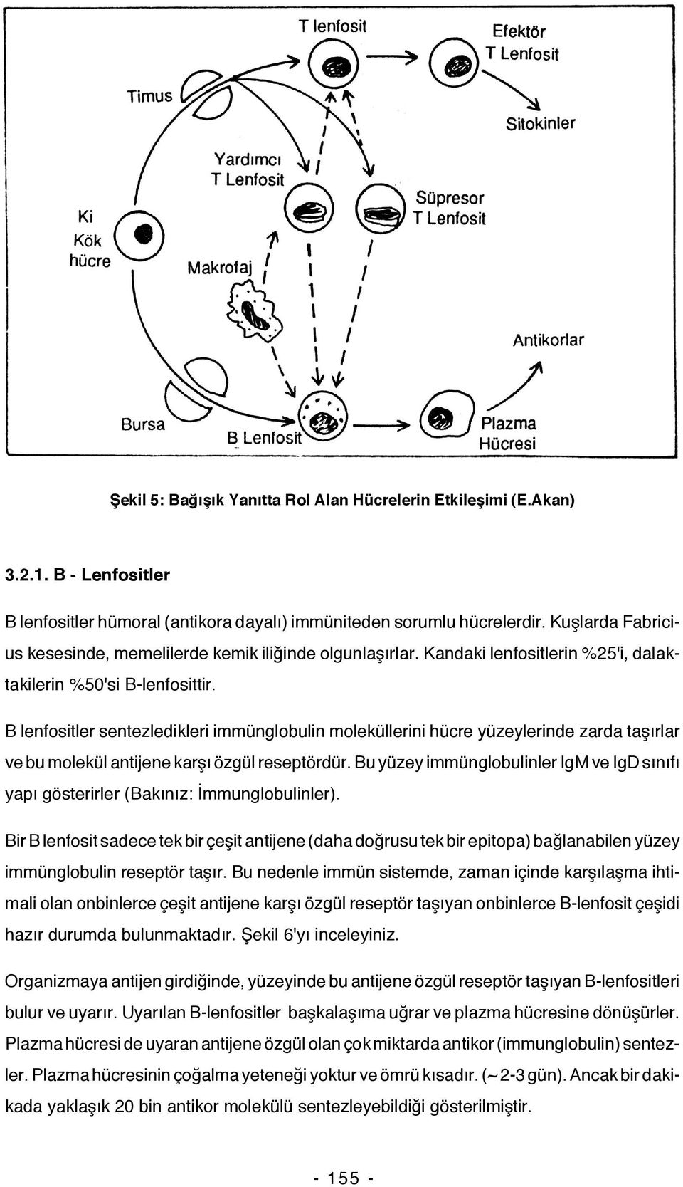 B lenfositler sentezledikleri immünglobulin moleküllerini hücre yüzeylerinde zarda taşırlar ve bu molekül antijene karşı özgül reseptördür.