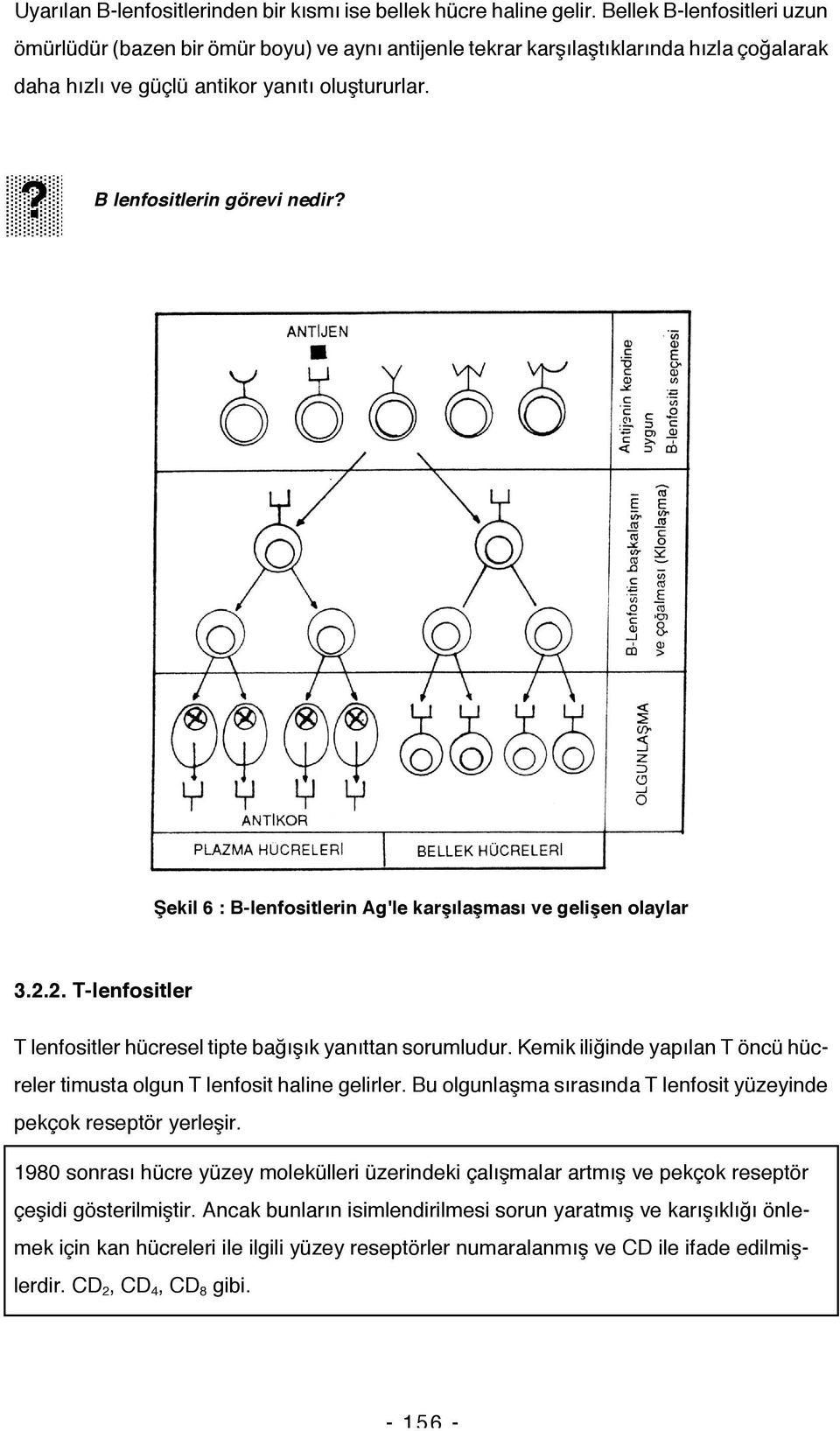 Şekil 6 : B-lenfositlerin Ag'le karşılaşması ve gelişen olaylar 3.2.2. T-lenfositler T lenfositler hücresel tipte bağışık yanıttan sorumludur.