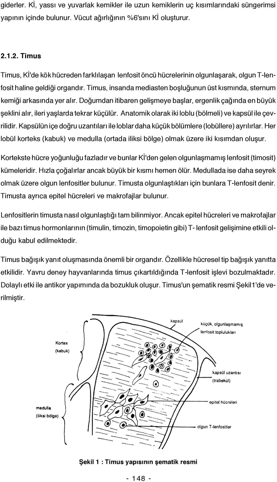 Timus, insanda mediasten boşluğunun üst kısmında, sternum kemiği arkasında yer alır. Doğumdan itibaren gelişmeye başlar, ergenlik çağında en büyük şeklini alır, ileri yaşlarda tekrar küçülür.