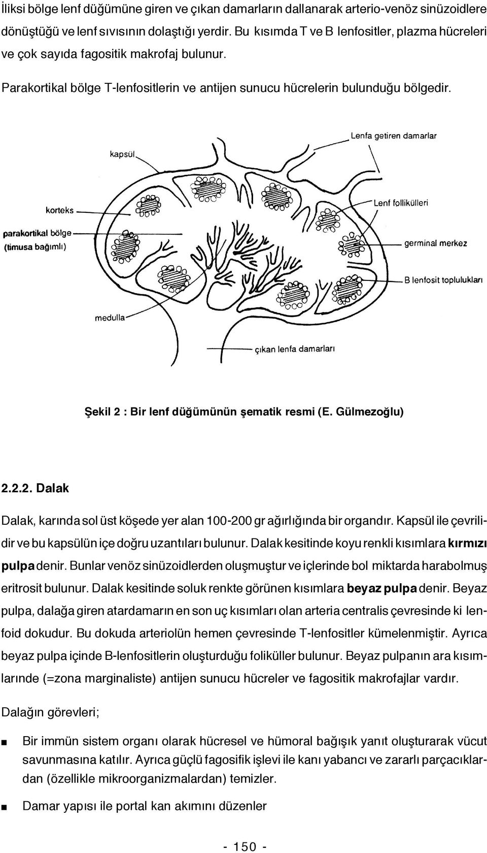 Şekil 2 : Bir lenf düğümünün şematik resmi (E. Gülmezoğlu) 2.2.2. Dalak Dalak, karında sol üst köşede yer alan 100-200 gr ağırlığında bir organdır.