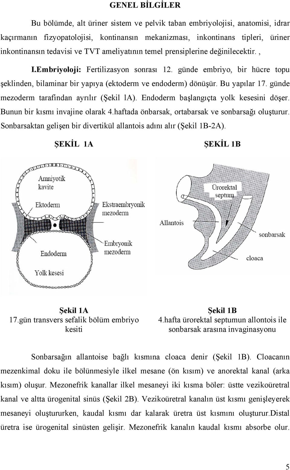 Bu yapılar 17. günde mezoderm tarafindan ayrılır (Şekil la). Endoderm başlangıçta yolk kesesini döşer. Bunun bir kısmı invajine olarak 4.haftada önbarsak, ortabarsak ve sonbarsağı oluşturur.