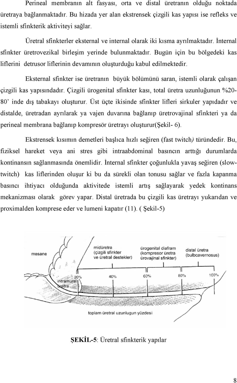 Bugün için bu bölgedeki kas liflerini detrusor liflerinin devamının oluşturduğu kabul edilmektedir.