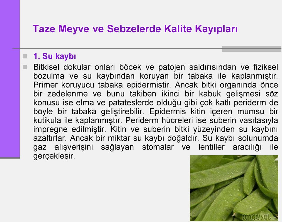 Ancak bitki organında önce bir zedelenme ve bunu takiben ikinci bir kabuk gelişmesi söz konusu ise elma ve patateslerde olduğu gibi çok katlı periderm de böyle bir tabaka