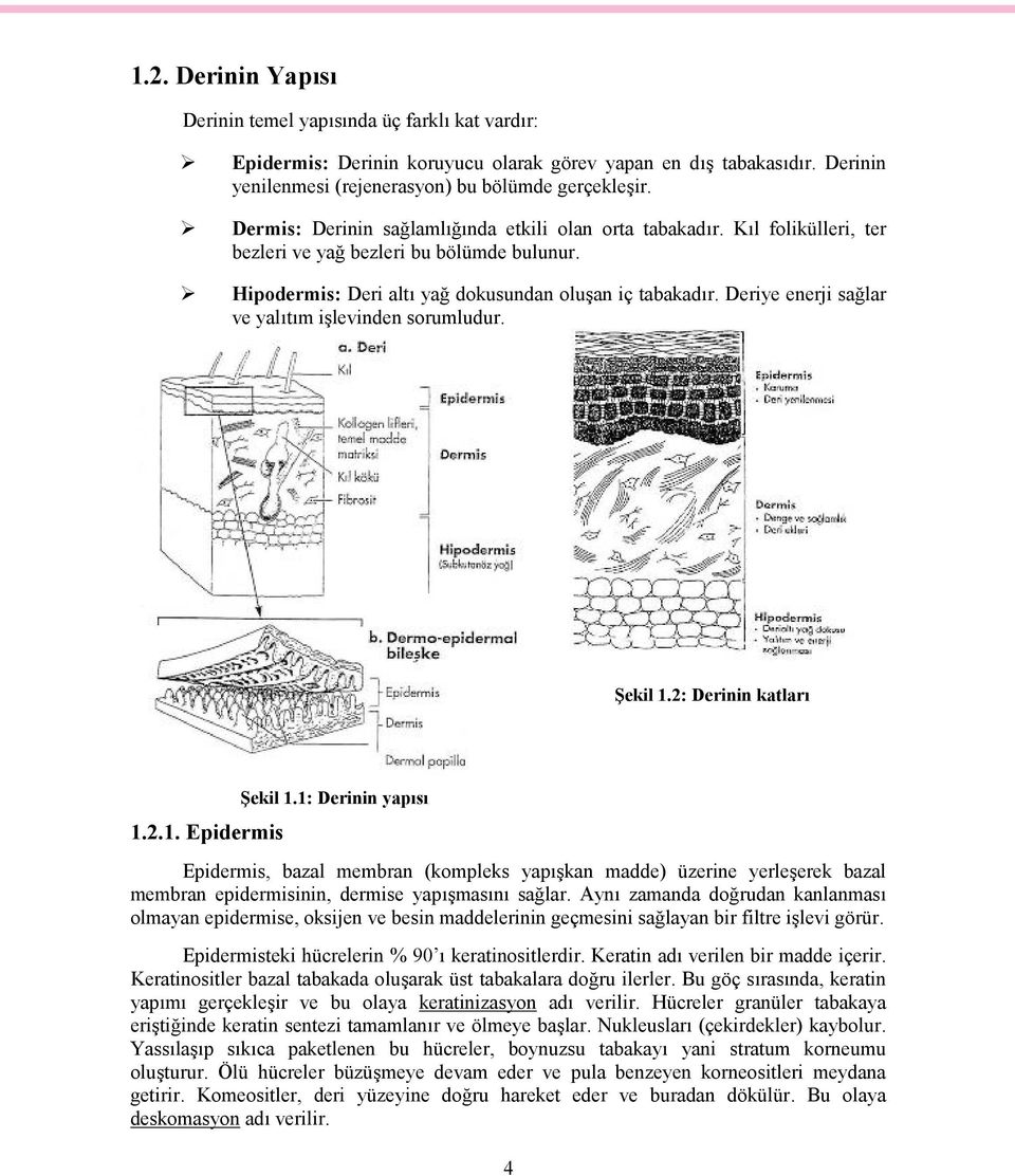 Deriye enerji sağlar ve yalıtım işlevinden sorumludur. Şekil 1.2: Derinin katları 1.2.1. Epidermis Şekil 1.