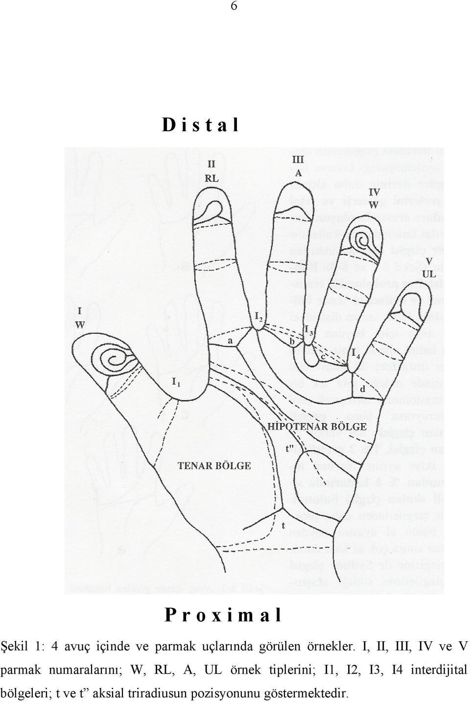 I, II, III, IV ve V parmak numaralarını; W, RL, A, UL örnek