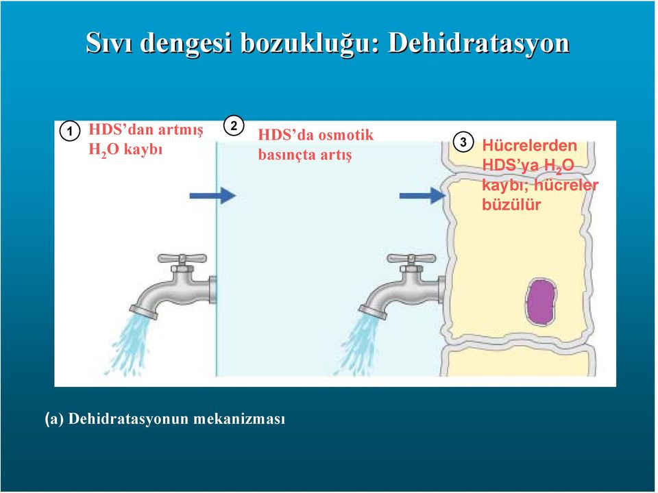 basınçta artış 3 Hücrelerden HDS ya H 2 O